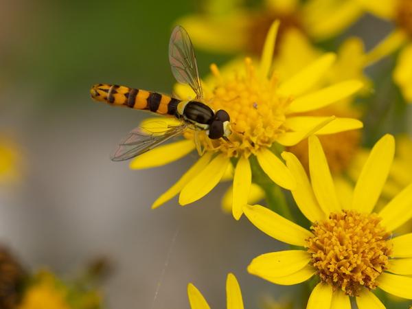 Grote langlijf (Sphaerophoria scripta)